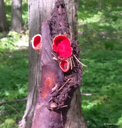 Red Fungus 4