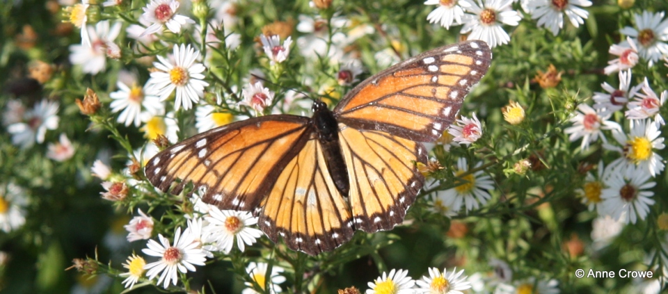 15463 Monarch Butterfly